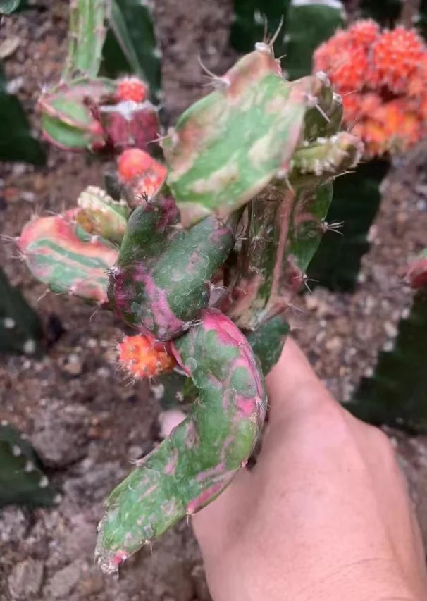 plant Aeonium Echeveria Haworthia  Caudex  Lithops Cactus  Agave 