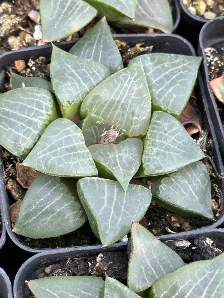 plant Aeonium Echeveria Haworthia  Caudex  Lithops Cactus  Agave 