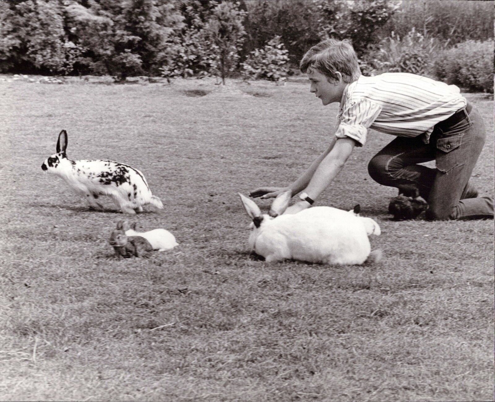 Heintje With Rabbit - Vintage Press Photo Poster painting Norbert Unfried (U-3905