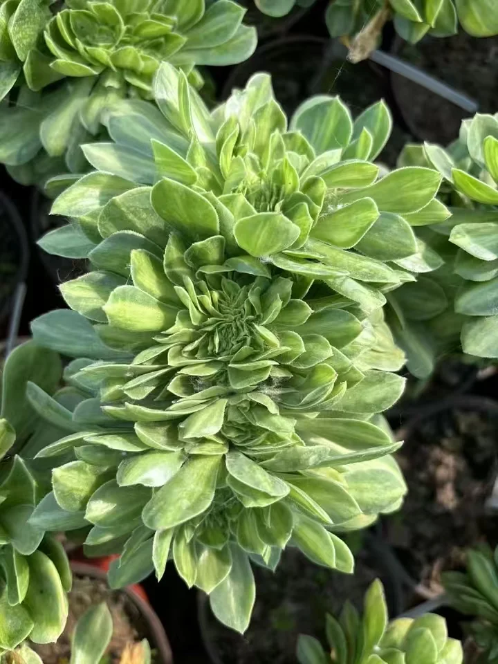 plant Aeonium Echeveria Haworthia  Caudex  Lithops Cactus  Agave 