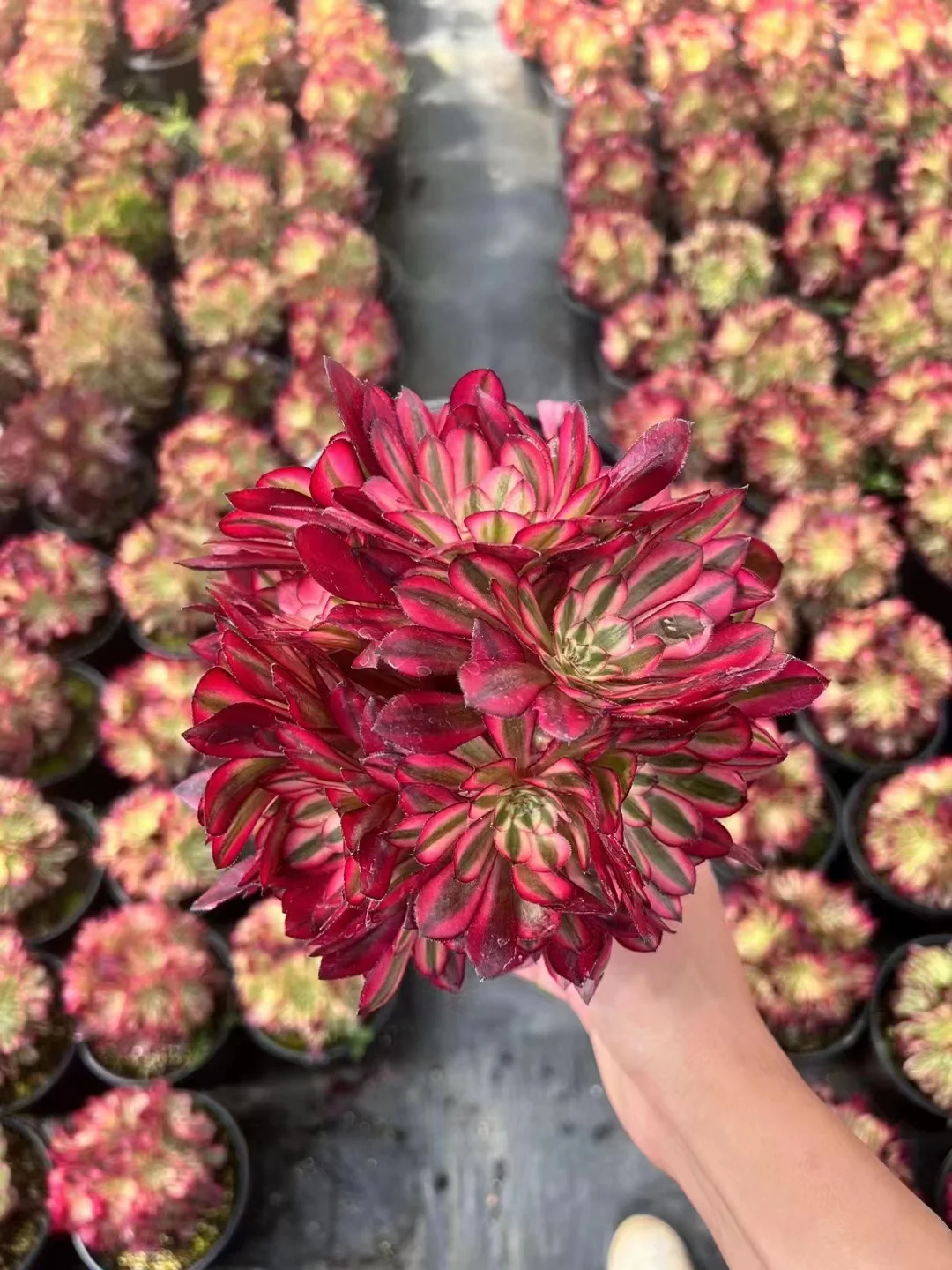 35.  Garnet white brocade (Red copper pot with white brocade) cluster/ Aeonium cluster/ Succulent plants / Garden landscape / Carefully select healthy plants