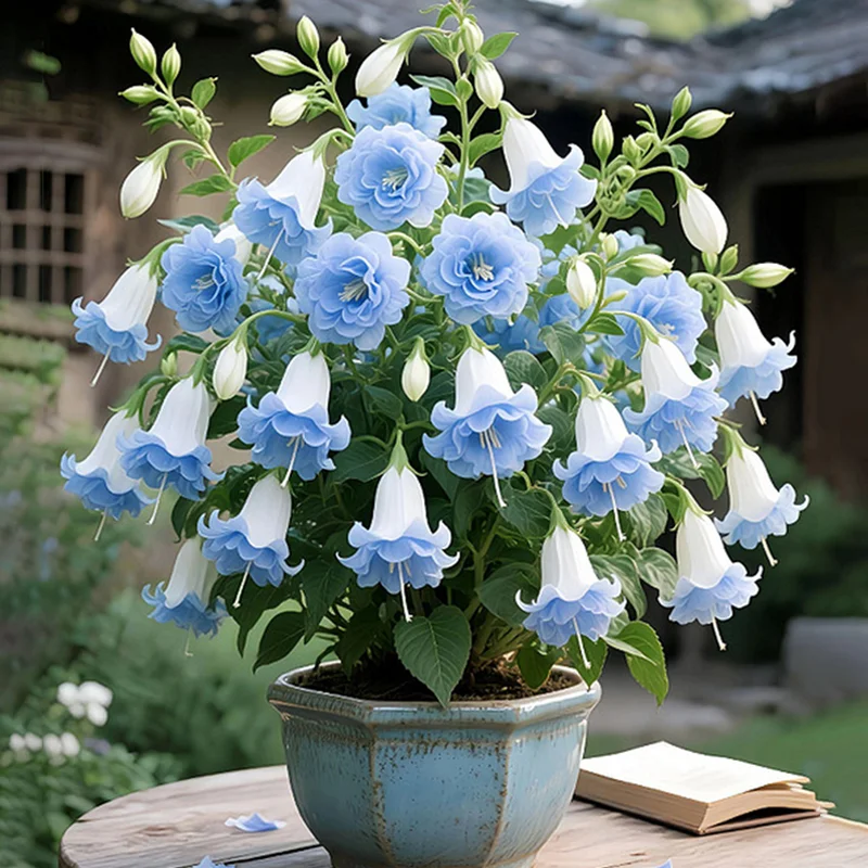 Light Blue-🔔Double Fuchsia Bulbs