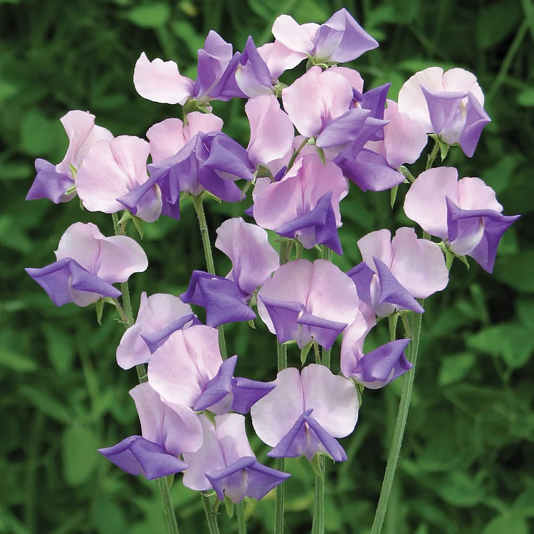 Ere­whon Sweet Pea Seeds