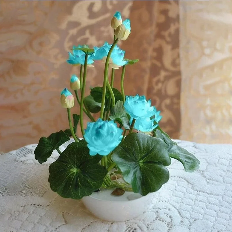 🔥【7 days germination】💐The Sacred Bonsai Bowl Lotus Flower