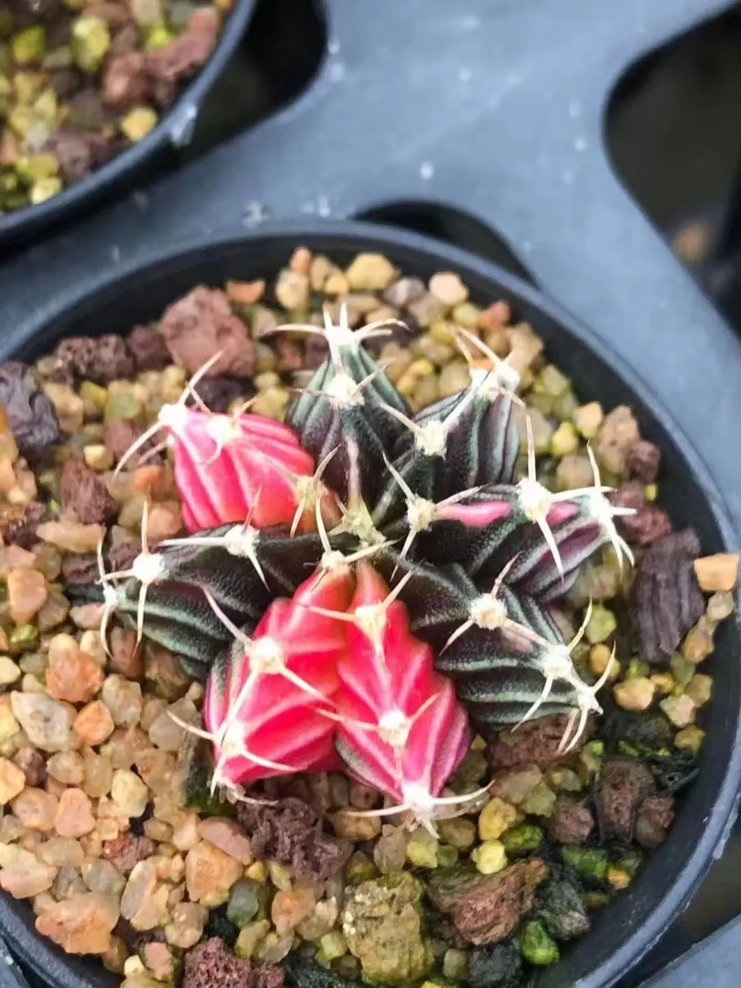 plant Aeonium Echeveria Haworthia  Caudex  Lithops Cactus  Agave 