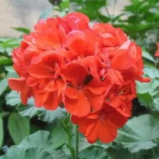 ✨Geranium – The Colorful and Cheerful Fairy of Your Balcony!