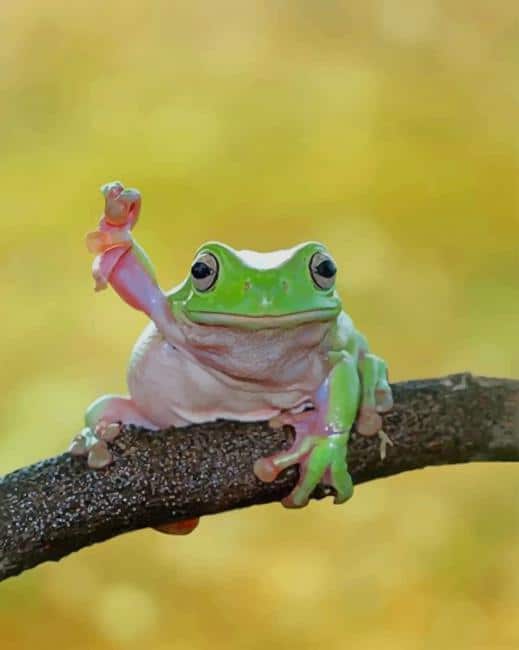 

Cute Dumpy Tree Frog – Paint By Numbers - 40*50CM, 501 Original