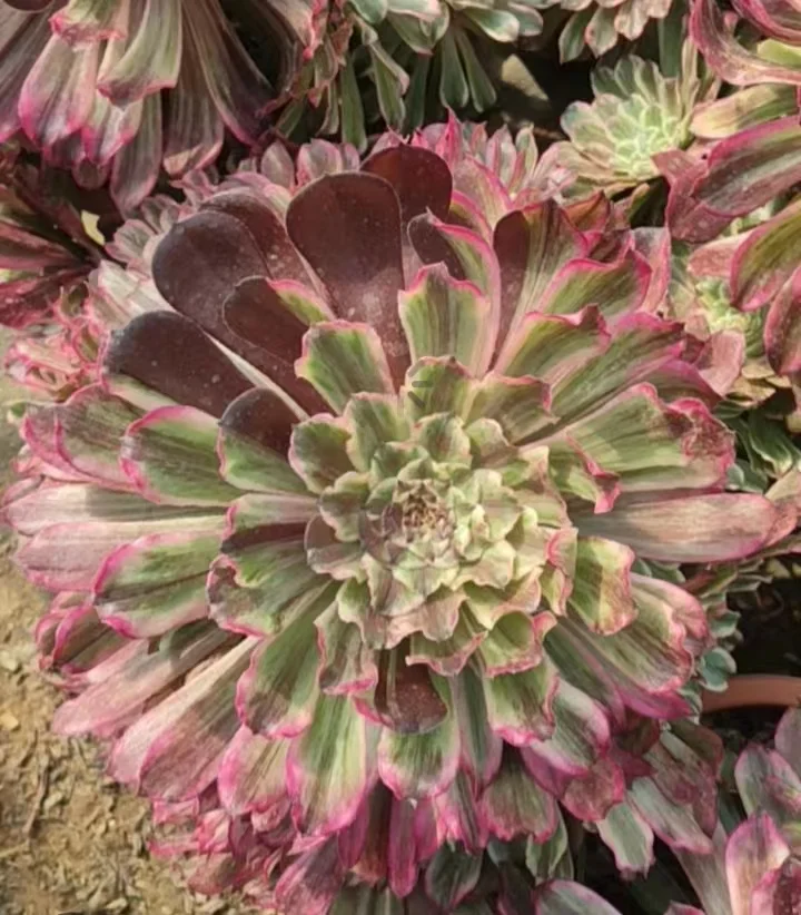 plant Aeonium Echeveria Haworthia  Caudex  Lithops Cactus  Agave 