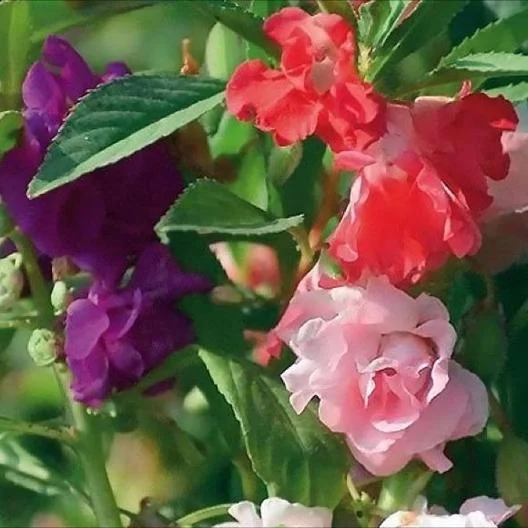 IMPATIENS SEEDS - CAMELIA FLOWERED MIXED