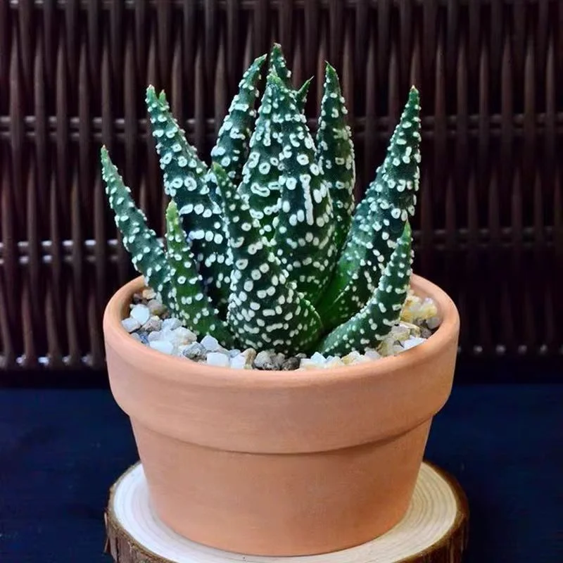 973.Haworthia pumila 4-5cm /Haworthia / Succulent plants / Garden landscape / Carefully select healthy plants