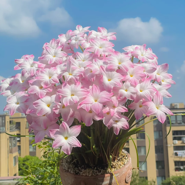 🌸Rain Lily（Zephyranthes） Bulbs—Last Day 60% OFF!