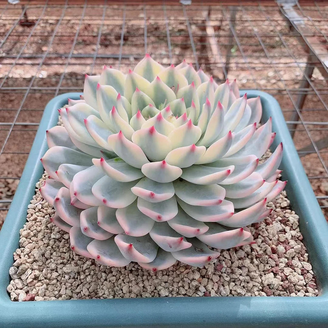 521. Chihuahuaensis var. single head 4-5cm/ Echeveria/ Succulent plants / Garden landscape / Carefully select healthy plants
