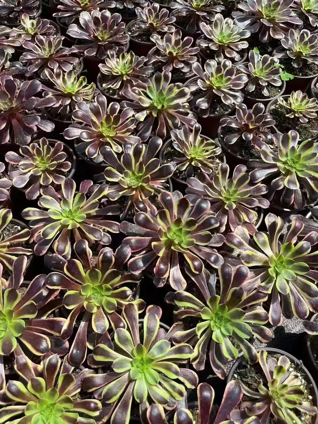 plant Aeonium Echeveria Haworthia  Caudex  Lithops Cactus  Agave 