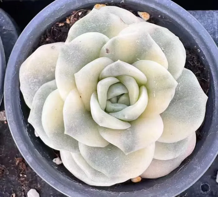 plant Aeonium Echeveria Haworthia  Caudex  Lithops Cactus  Agave 