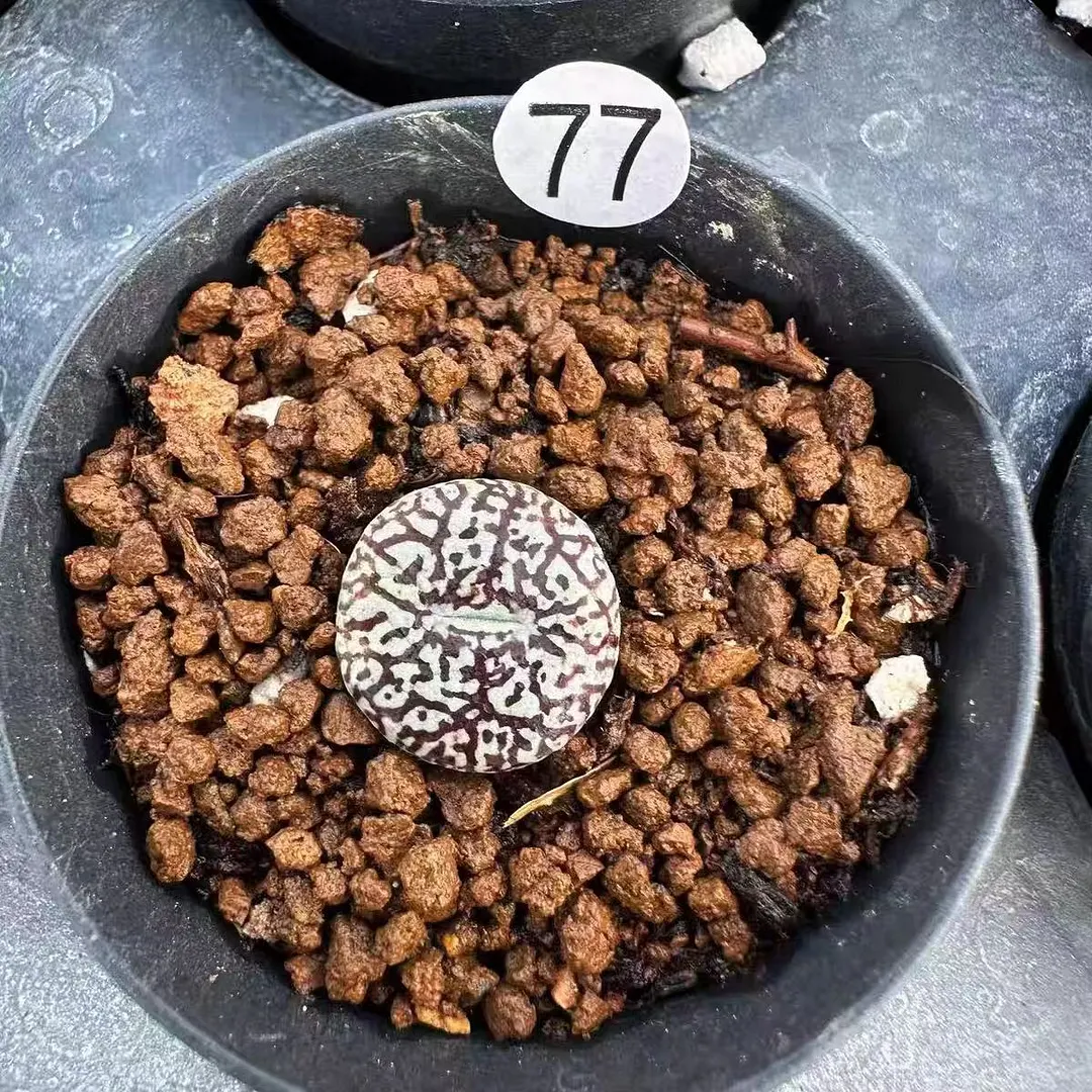 plant Aeonium Echeveria Haworthia  Caudex  Lithops Cactus  Agave 