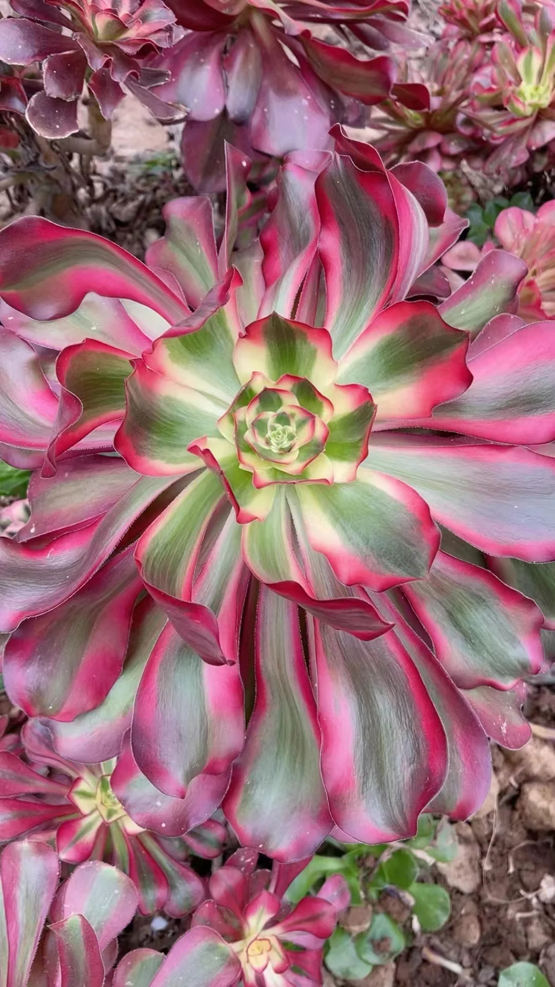 plant Aeonium Echeveria Haworthia  Caudex  Lithops Cactus  Agave 