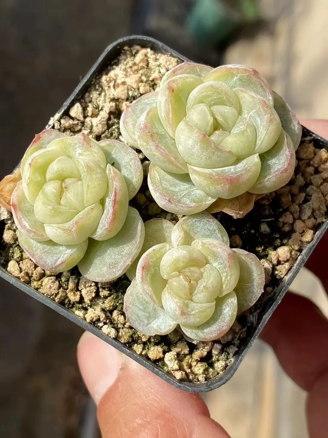 plant Aeonium Echeveria Haworthia  Caudex  Lithops Cactus  Agave 