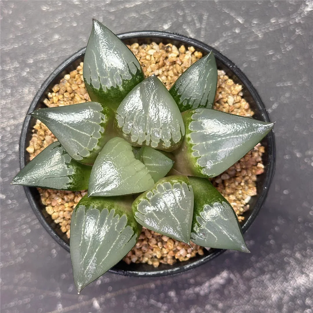 plant Aeonium Echeveria Haworthia  Caudex  Lithops Cactus  Agave 