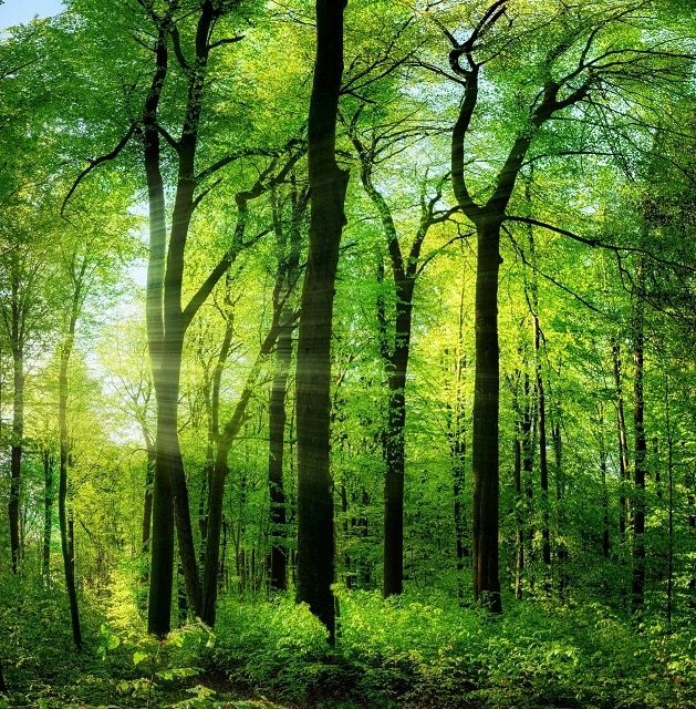 

Green Summer Trees – Paint By Numbers - 40*50CM, 501 Original
