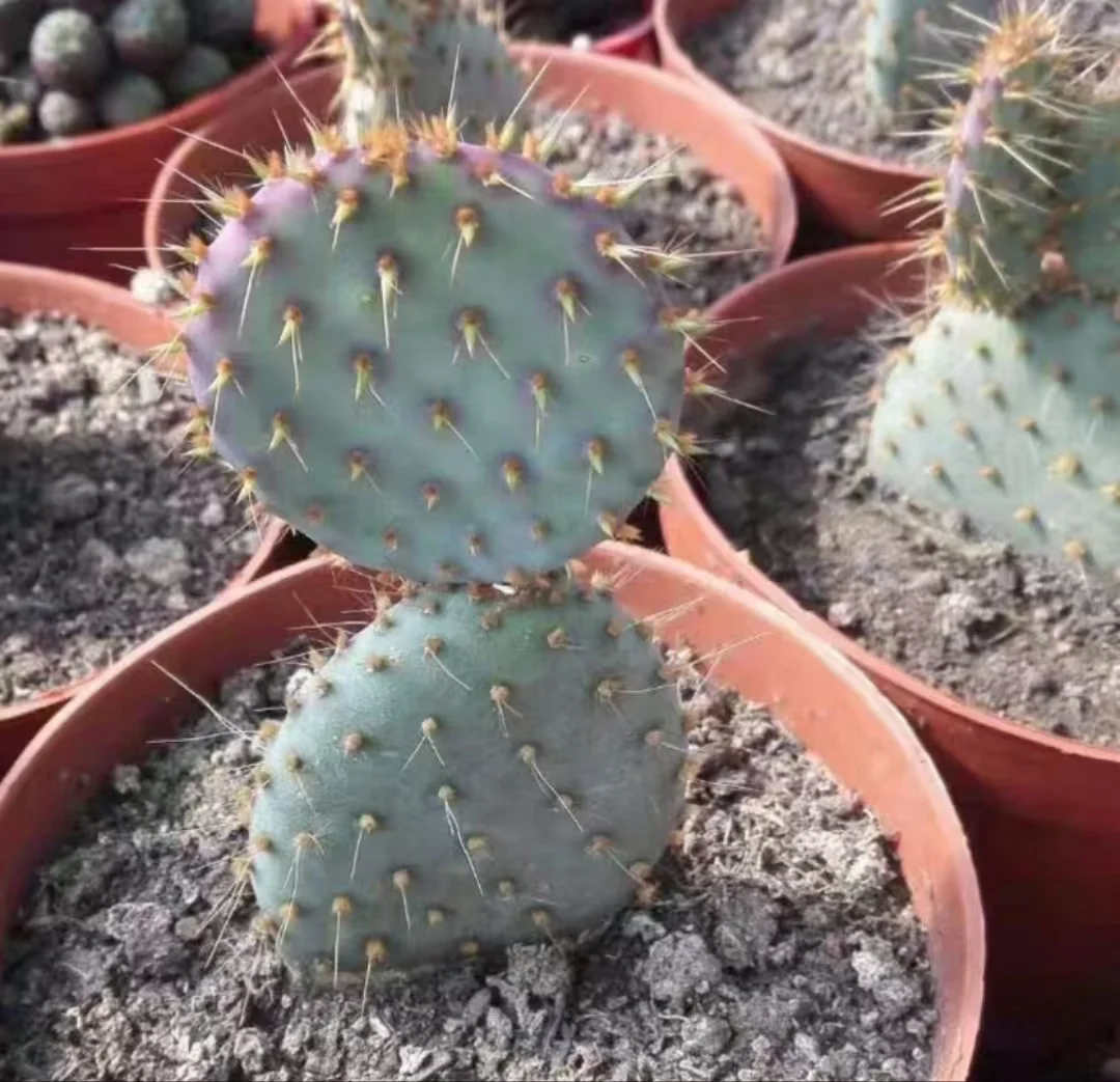 plant Aeonium Echeveria Haworthia  Caudex  Lithops Cactus  Agave 