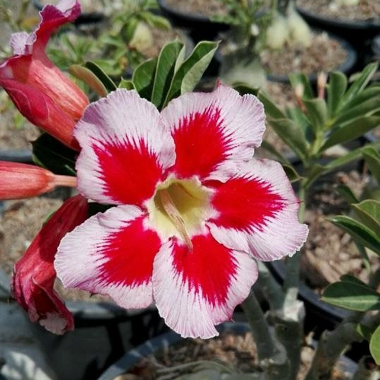 Huge Discounts!(Only  today)🎁 😍Loves to bloom, long flowering period 🌵 Desert Rose