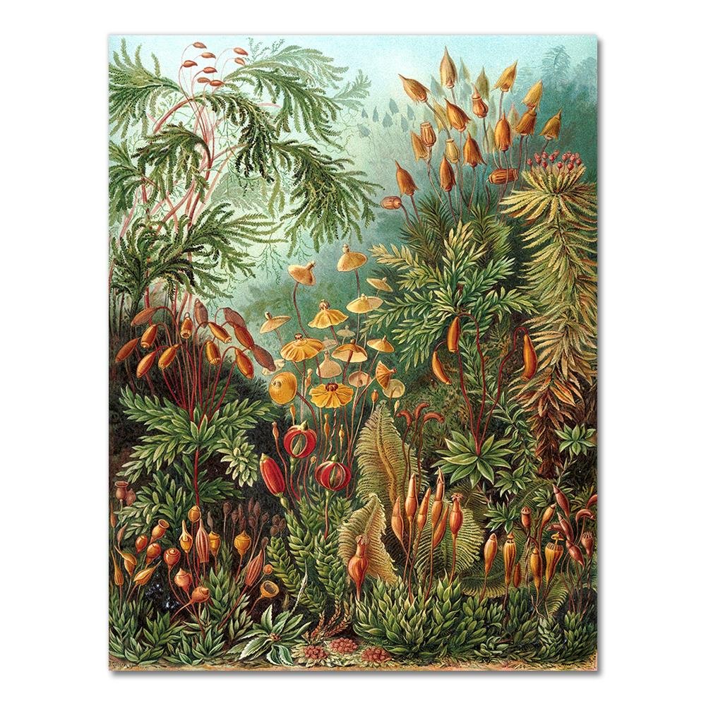 Nigikala Ernst Haeckel Biology Posters Palm Tree Prints Vintage Hummingbird Botanical Tropical Wall Art Canvas Painting Pictures Decor