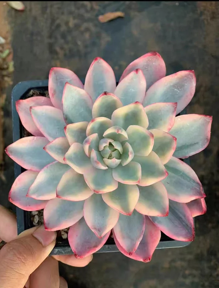 plant Aeonium Echeveria Haworthia  Caudex  Lithops Cactus  Agave 