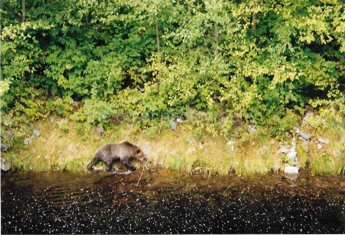 Canadian Bear FOUND Photo Poster paintingGRAPH Color CANADA Original Snapshot VINTAGE 98 17 P