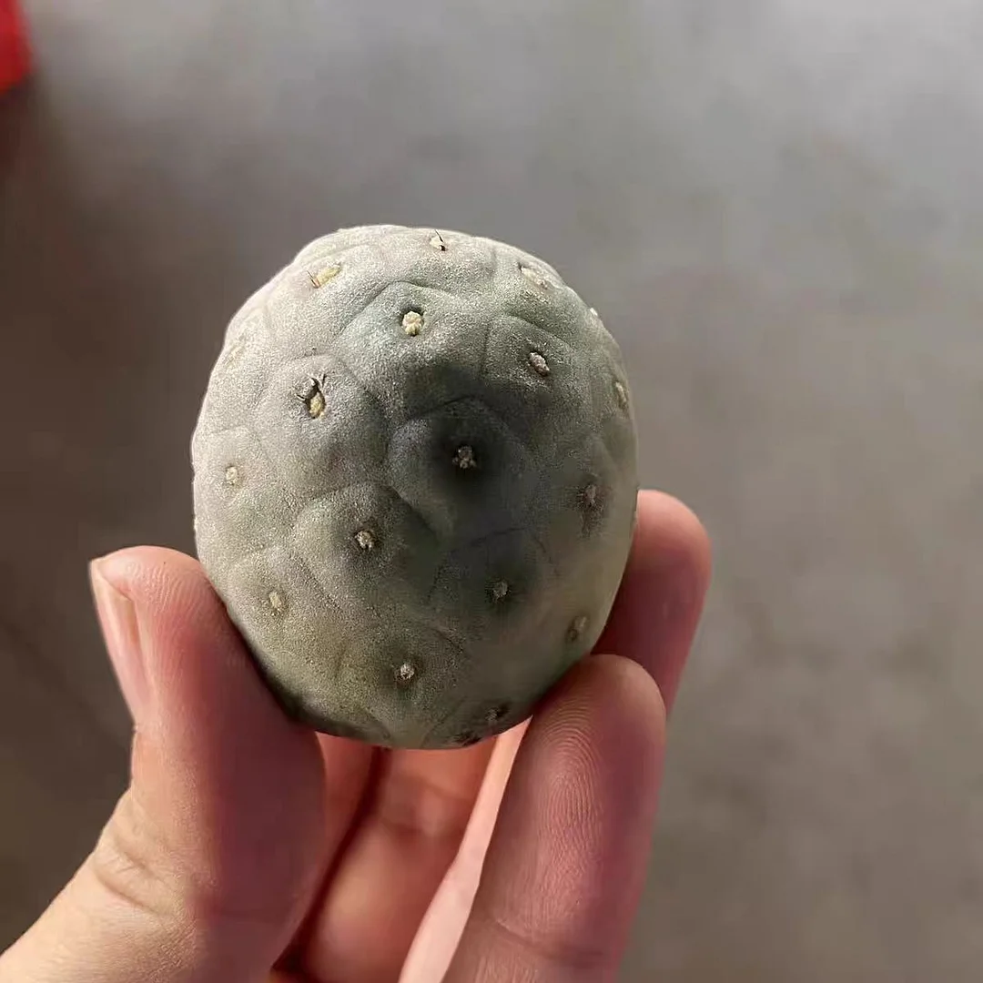 plant Aeonium Echeveria Haworthia  Caudex  Lithops Cactus  Agave 