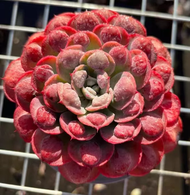 742. Raindrop single head 6-8m / Echeveria / Succulent plants / Garden landscape / Carefully select healthy plants