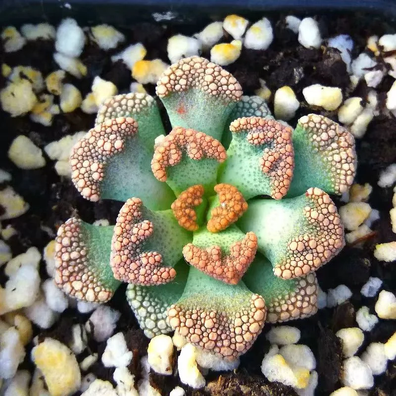 plant Aeonium Echeveria Haworthia  Caudex  Lithops Cactus  Agave 