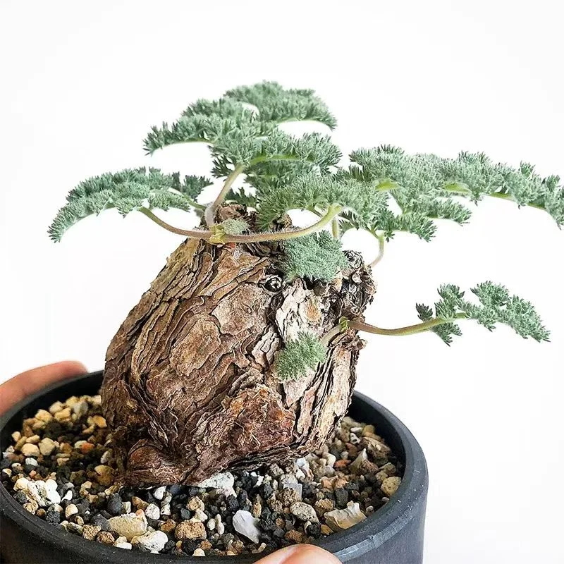 plant Aeonium Echeveria Haworthia  Caudex  Lithops Cactus  Agave 