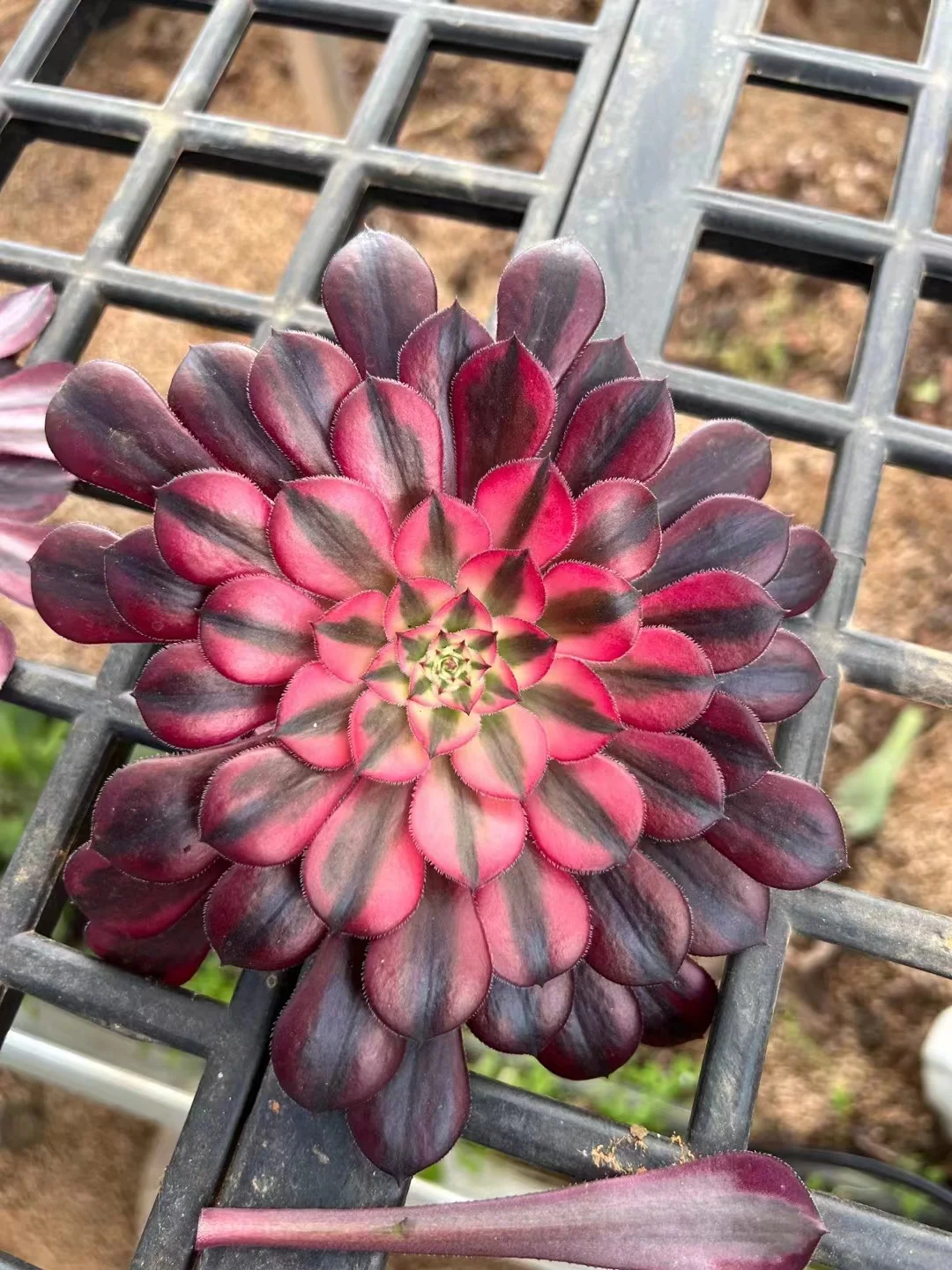 plant Aeonium Echeveria Haworthia  Caudex  Lithops Cactus  Agave 