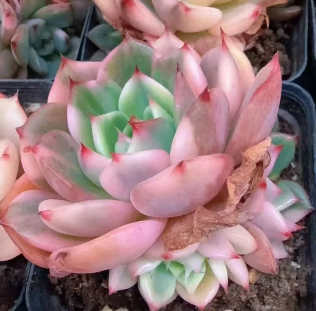 plant Aeonium Echeveria Haworthia  Caudex  Lithops Cactus  Agave 