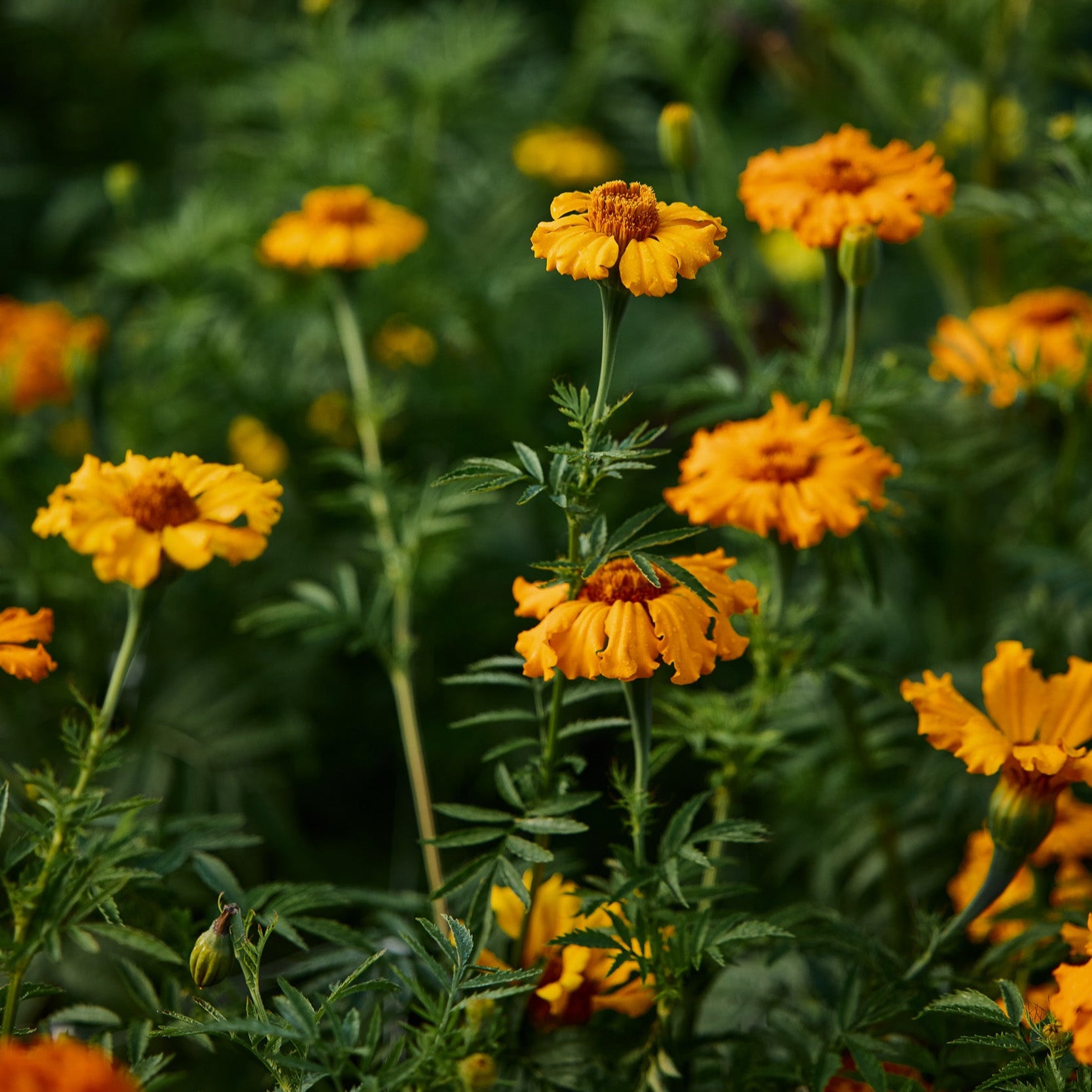 Marigold Starfire Mix Flower | X 100 Seeds