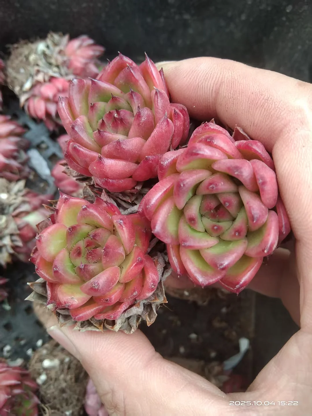 plant Aeonium Echeveria Haworthia  Caudex  Lithops Cactus  Agave 