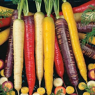 Rainbow Blend Carrot Seeds JONY PARK