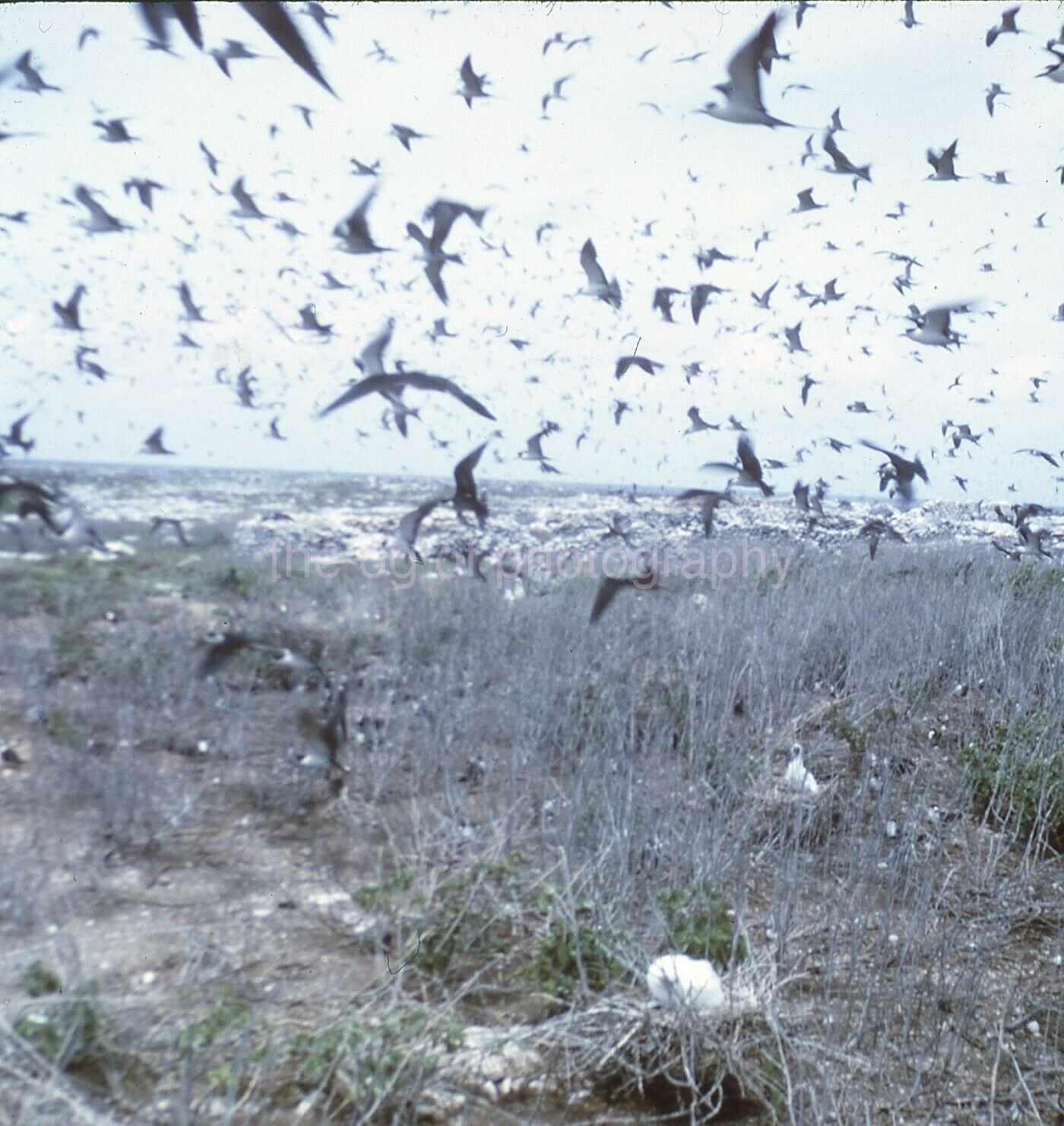 SCOTY TERNS 35mm SLIDE BIRD Vintage COLOR Photo Poster painting 15 T 19 N