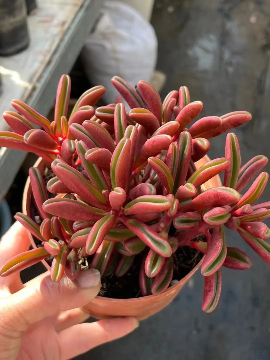 plant Aeonium Echeveria Haworthia  Caudex  Lithops Cactus  Agave 