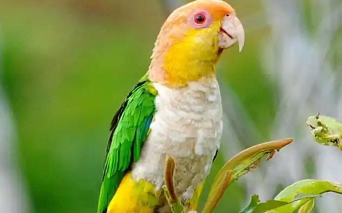 Caique / Pionites Birdcagelab