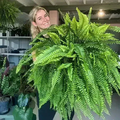 🔥Last Day BUY 1 GET 1 FREE (2 PCS)🔥48Inch Large UV Artificial Ferns for Outdoors--No watering. No fading
