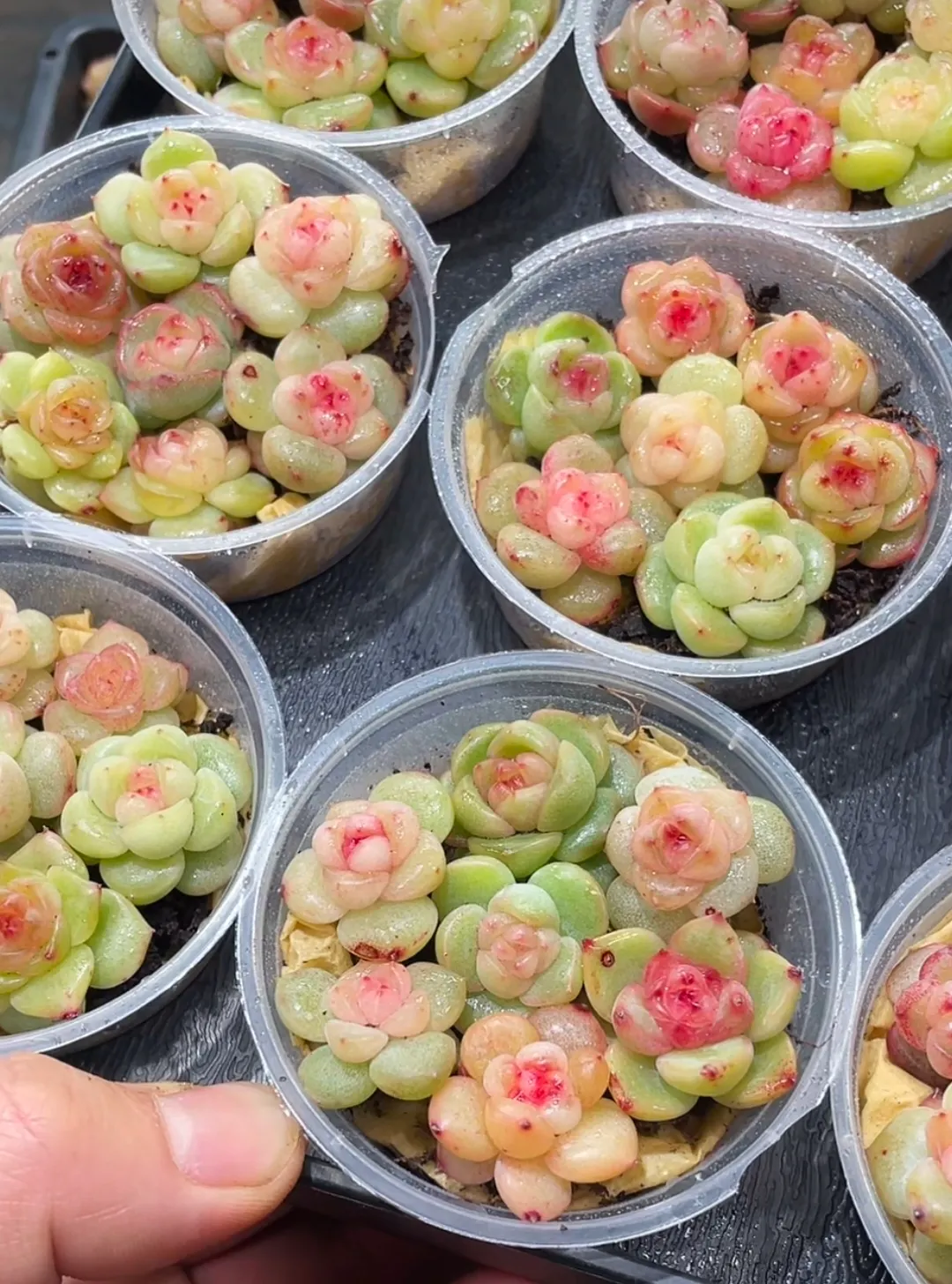 plant Aeonium Echeveria Haworthia  Caudex  Lithops Cactus  Agave 