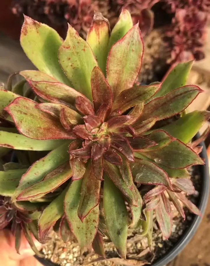 552. Halloween var. single head and cutting/ Aeonium /Aeonium plants / Garden landscape / Carefully select healthy plants