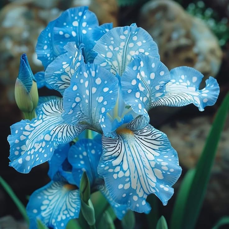 Celestial Frost-Rare Iris Bulbs⚜️