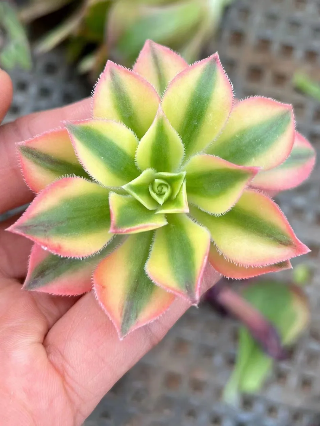 plant Aeonium Echeveria Haworthia  Caudex  Lithops Cactus  Agave 