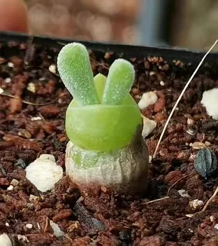 plant Aeonium Echeveria Haworthia  Caudex  Lithops Cactus  Agave 