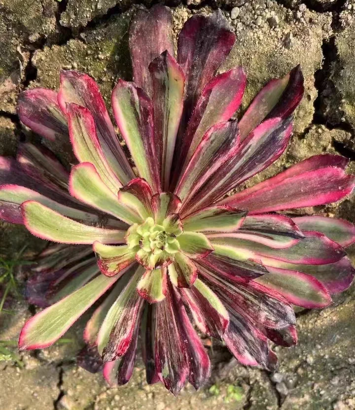 plant Aeonium Echeveria Haworthia  Caudex  Lithops Cactus  Agave 