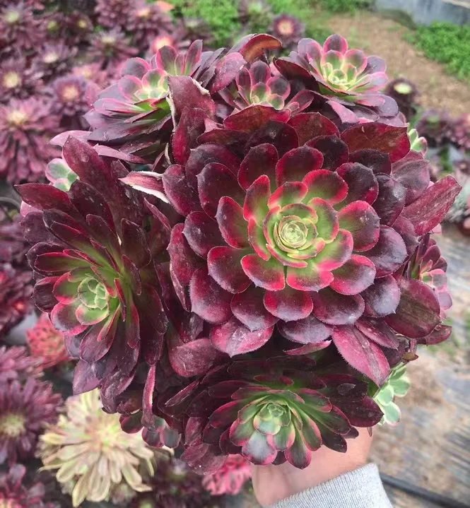 plant Aeonium Echeveria Haworthia  Caudex  Lithops Cactus  Agave 