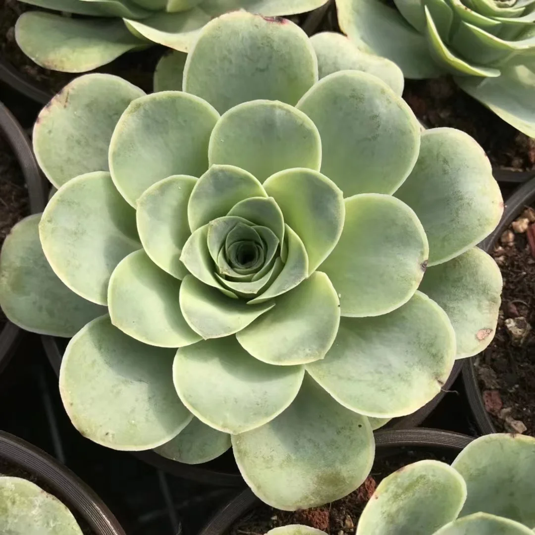 plant Aeonium Echeveria Haworthia  Caudex  Lithops Cactus  Agave 