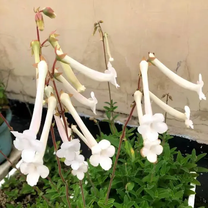 plant Aeonium Echeveria Haworthia  Caudex  Lithops Cactus  Agave 